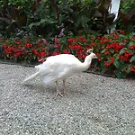 Il Guscio *