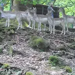 Il Guscio Pensión *
